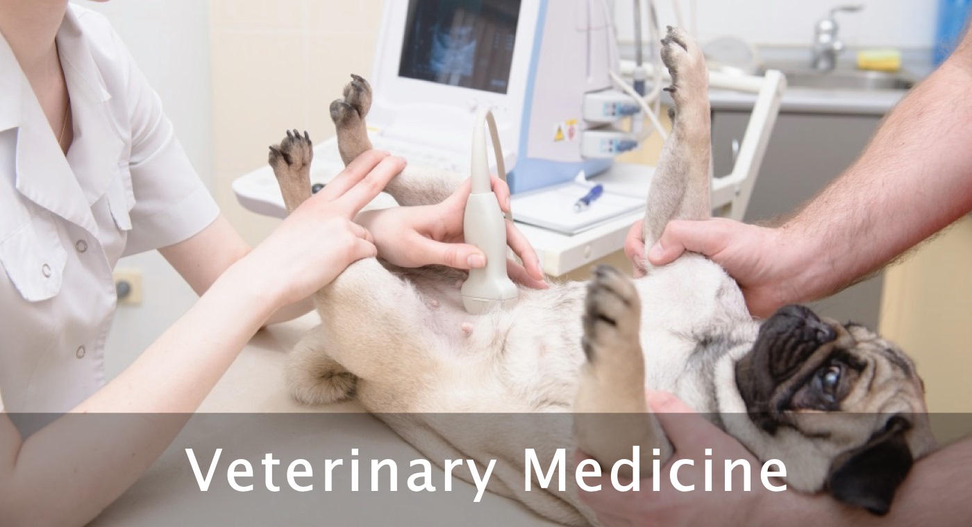 Qpath for Veterinary Medicine